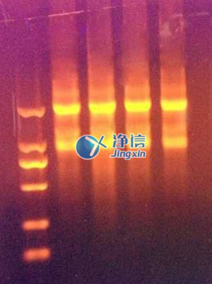 研磨仪快速提取动物组织中的总RNA实验